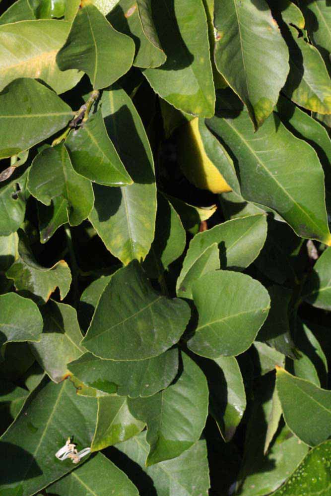            Sun leaves (Femminello Siracusano 2KR, Riverside, CA)   